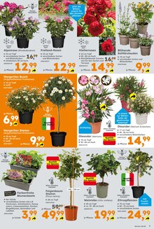 Blumen im aktuellen Globus-Baumarkt Prospekt (Leipzig) Blumen im Globus-Baumarkt Prospekt "Immer eine Idee besser" mit 24 Seiten (Leipzig)