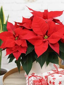 OBI Aalen - Weihnachtsstern Weihnachtsstern Angebot bei OBI Aalen im Prospekt "SCHMÜCK DICH GLÜCKLICH!"