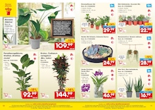 Aloe Vera Angebot im aktuellen Netto Marken-Discount Prospekt auf Seite 6