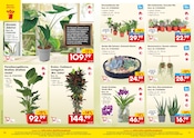 Aloe Vera im Netto Marken-Discount Prospekt in Münster Aktueller Netto Marken-Discount Prospekt mit Aloe Vera, "netto-online.de - Exklusive Angebote", Seite 6