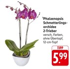 Phalaenopsis Schmetterlingsorchidee 2-Trieber Angebote bei EDEKA Mainz für 5,99 €