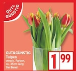 Aktuelles Tulpen Angebot bei EDEKA in Potsdam ab 1,99 €