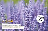 Aktuelle Blumen Angebote bei ROSENGUT Langerwisch in Potsdam Aktuelles Blauraute Perovskia atriplicifolia 'Blue Spire' Angebot bei ROSENGUT Langerwisch in Potsdam ab 12,99 €