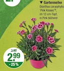 Aktuelles Gartennelke 'Pink Kisses' Angebot bei V-Markt in München ab 2,99 €