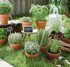 Plante aromatique pot 1 litre en promo à 2,99 € chez Intermarché Super Plante aromatique pot 1 litre dans le catalogue Intermarché Super