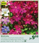 Waldrebe (Clematis) von Kölle für 9,99 € bei Pflanzen Kölle im Angebot Waldrebe (Clematis) von Kölle im aktuellen Pflanzen Kölle Prospekt