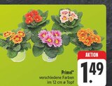 Aktuelles Primel Angebot bei EDEKA in Chemnitz ab 1,49 €