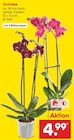 Orchidee im Angebot bei Netto Marken-Discount in Bonn Orchidee Angebote bei Netto Marken-Discount Bonn für 4,99 €