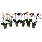 Orchidée 2 tiges en promo chez Carrefour Aix-en-Provence à 6,99 €