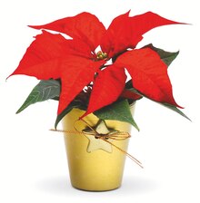 Mini-Weihnachtsstern (Poinsettia) bei OBI in Bergheim Mini-Weihnachtsstern (Poinsettia) im Angebot bei OBI Bergheim für 2,49 €