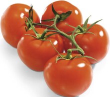 Vival Sevran - Tomate ronde grappe Promo Tomate ronde grappe dans le catalogue Vival "# Prêt à croquer des promos ?" à Sevran