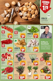 Zimmerpflanzen im REWE Prospekt in Hildesheim Aktueller REWE Prospekt mit Zimmerpflanzen, "Dein Markt", Seite 7