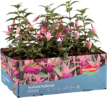 Barquette de 6 fuchsias - Lidl à Rueil-Malmaison Barquette de 6 fuchsias en promo chez Lidl Rueil-Malmaison à 4,19 €