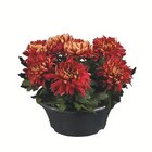 Deko-Chrysanthemen Angebote bei Lidl Saarbrücken für 6,99 €