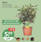 Aktuelle Oliven Angebote bei V-Markt in Augsburg Aktuelles Olive Angebot bei V-Markt in Augsburg ab 5,99 €