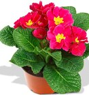 Penny Altomünster - Primel Angebot im Prospekt Primel bei Penny im Altomünster Prospekt für 0,99 €