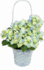 Aktuelles Hortensien oder Rosen Angebot bei Netto Marken-Discount in Bielefeld ab 5,99 €