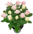 Rose im Angebot bei Kaufland in Bremerhaven Rose Angebote bei Kaufland Bremerhaven für 5,55 €