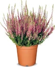 Besenheide Angebote bei Netto Marken-Discount Hamm für 1,99 €
