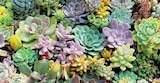 Aktuelle Zimmerpflanzen Angebote bei Zimmermann in Hannover Aktuelles Succulenten Angebot bei Zimmermann in Hannover ab 2,99 €