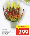 Calluna für 2,99 € bei E center im Angebot Calluna im aktuellen E center Prospekt