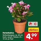 Aktuelle Kakteen Angebote bei Netto Marken-Discount in Düsseldorf Aktuelles Herbstkaktus Angebot bei Netto Marken-Discount in Düsseldorf ab 4,99 €
