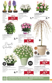 Zimmerpflanzen im Dehner Garten-Center Prospekt "Aktuelle Angebote" mit 16 Seiten (Essen)