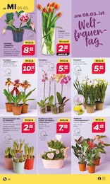 Tulpen Angebot im aktuellen Netto mit dem Scottie Prospekt auf Seite 26