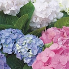 Hortensia dans le catalogue Botanic