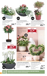 Dehner Garten-Center Zimmerpflanzen im Prospekt 