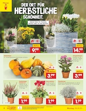 Garten im Netto Marken-Discount Prospekt in Homburg Aktueller Netto Marken-Discount Prospekt mit Garten, "Aktuelle Angebote", Seite 6