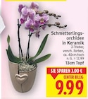 Schmetterlingsorchidee in Keramik Angebote bei E center Berlin für 9,99 €