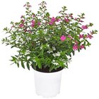Gartennelke im Angebot bei REWE in Hildesheim Gartennelke Angebote bei REWE Hildesheim für 1,79 €