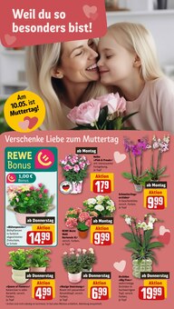 Hortensie im REWE Prospekt "Dein Markt" mit 26 Seiten (Dresden)