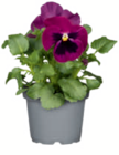 Angebot im toom Baumarkt Osternienburger Land Prospekt toom Baumarkt Osternienburger Land Prospekt mit im Angebot fĂŒr 0,69 âŹ