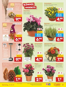 Blumen im Netto Marken-Discount Prospekt "Aktuelle Angebote" mit 56 Seiten (Hildesheim)