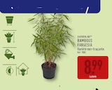 Bambous fargesia - GARDENLINE en promo chez Aldi Bambous fargesia - GARDENLINE dans le catalogue Aldi