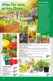 Pflanzen im BayWa Bau- und Gartenmärkte Prospekt in Reutlingen Aktueller BayWa Bau- und Gartenmärkte Prospekt mit Pflanzen, "Hier bin ich gern", Seite 6