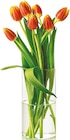 Tulpen Angebote bei Netto mit dem Scottie Pirna für 2,75 €