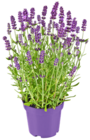 Lavendel Angebot in Pinnow Lavendel im aktuellen Prospekt bei Kaufland in Pinnow