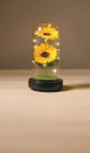 LED-Sonnenblume im Glas von Nord für 7,99 € bei Netto mit dem Scottie im Angebot LED-Sonnenblume im Glas von Nord im aktuellen Netto mit dem Scottie Prospekt