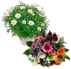 Aktuelle Blumen Angebote bei REWE in Kiel Aktuelles 10 % Bonus Angebot bei REWE in Kiel