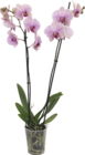 Orchidée Phalaenopsis - GARDENLINE en promo chez Aldi Champigny-sur-Marne à 7,99 €