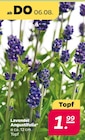 Lavendel Angustifolia für 1,99 € bei Netto mit dem Scottie im Angebot Lavendel Angustifolia im aktuellen Netto mit dem Scottie Prospekt