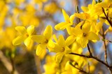 Promo Forsythia en variétés à 6,99 € dans le catalogue Gamm vert à Coulommiers
