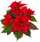 Weihnachtsstern im Angebot bei REWE in Regensburg Weihnachtsstern Angebote von REWE Beste Wahl bei REWE Regensburg für 2,79 €