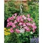 Suspension fleurie - Carrefour à Saint-Maur-des-Fossés Suspension fleurie en promo chez Carrefour Saint-Maur-des-Fossés à 8,99 €