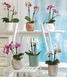 Aldi Ris-Orangis - Orchidée papillon Promo Orchidée papillon dans le catalogue Aldi "Le goût de nos régions" à Ris-Orangis