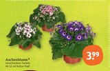 Aschenblume für 3,99 € bei tegut im Angebot Aschenblume im aktuellen tegut Prospekt