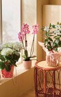 Plante fleurie prêt a offrir - Intermarché à Niort Plante fleurie prêt a offrir en promo chez Intermarché Niort à 14,99 €